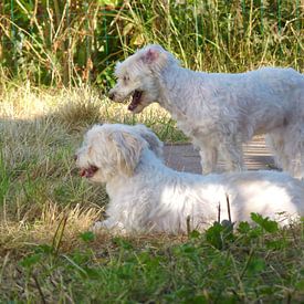 Complicité by Mireille Geerts