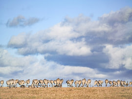 Cranes forage after arriving in Sweden by Miriam van Dun