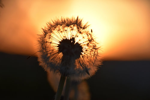 Fluffy ball backlit