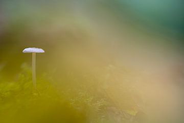 Een klein paddenstoel in het bos van Marcel Derweduwen