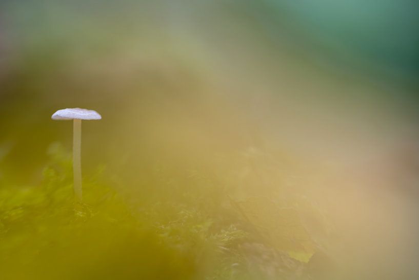 Un petit champignon dans la forêt par Marcel Derweduwen