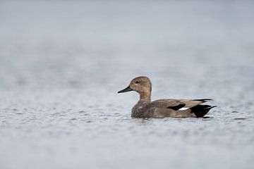 Gadwall Duck ( Anas strepera ) male, drake in breeding dress, swimming on open water, nice side view van wunderbare Erde