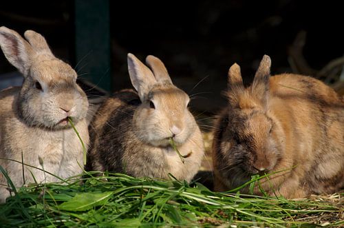 Drie konijnen in de gloed van de avondzon
