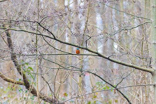 A kingfisher roosting on branches in the forest