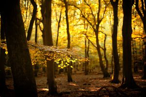 Shine a Light on Me (Dutch autumn forest with sunlight)