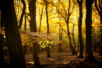 Shine a Light on Me (Niederländischer Herbstwald mit Sonnenlicht) von Kees van Dongen