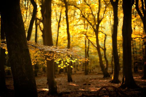 Shine a Light on Me (Nederlands herfst bos met zonnelicht)