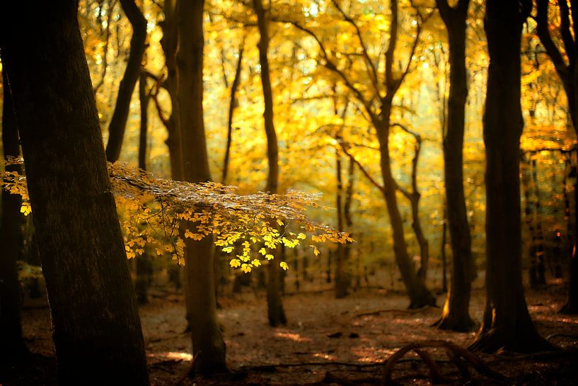 Shine a Light on Me (Nederlands herfst bos met zonnelicht) van Kees van Dongen