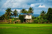 Hütte im Reisfeld, Chiang Rai Thailand