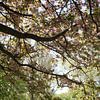 Kurpark von Bad Neustadt im Frühling von Martin Flechsig