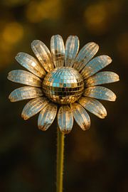 Disco Daisy – waar natuur en nachtleven samen bloeien