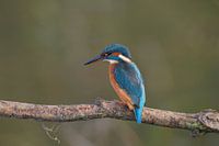 De mooiste vogel