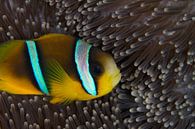 Clownfish in anemoon van Jan van Kemenade thumbnail