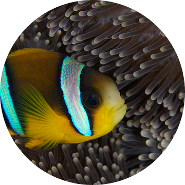 Clownfish in anemoon van Jan van Kemenade