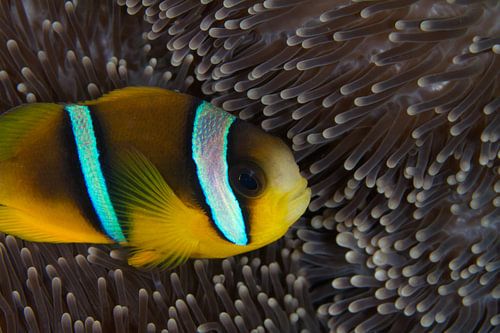 Clownfish in anemoon