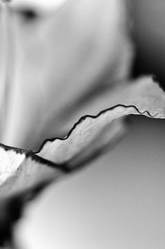 Amarylis - bloemblad - macro - zwart wit van Mariska van Vondelen