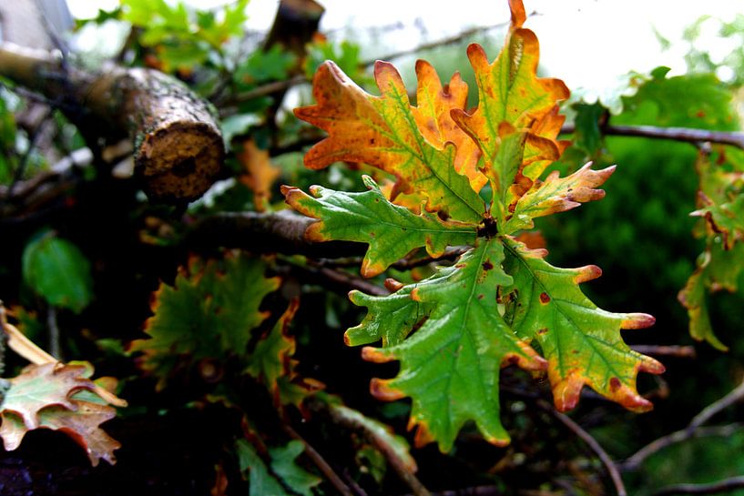 Herbstblatt nach Regen von joyce kool
