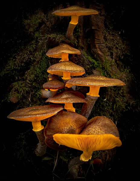 Champignons lumineux par Ed van der Reek
