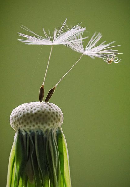 Spin op paardenbloem by Gerrit Anema