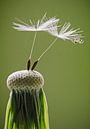 Spin op paardenbloem by Gerrit Anema thumbnail