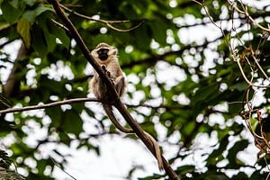 singe dans l'arbre près du Nil en Ouganda