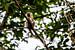 aapje in de boom bij de Nijl in Uganda van Eric van Nieuwland