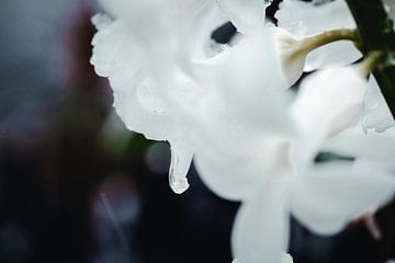Drops... (bloem, hyacint, sneeuw, lente) van ElkeS Fotografie