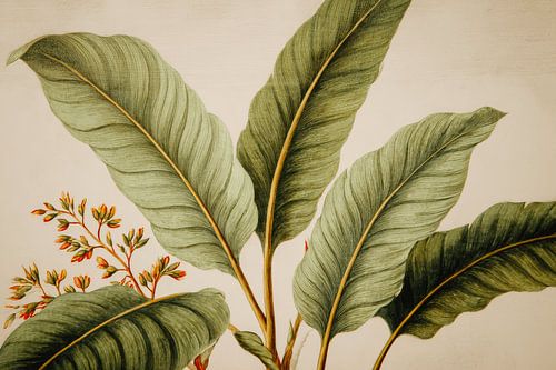 Bananenblätter mit Blüte Botanische Illustration im Vintage-Stil
