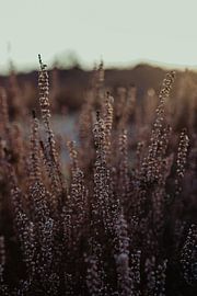 Heide im Nationalpark De Loonse en Drunense Duinen von Amber den Oudsten