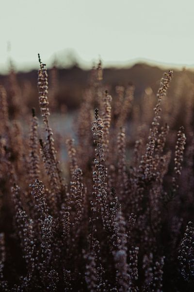 Landes dans le parc national De Loonse en Drunense Duinen par Amber den Oudsten