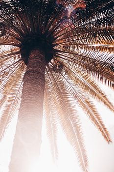 Sun rays through the palm tree