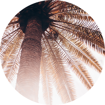 Zonnestralen door de palmboom van Madinja Groenenberg
