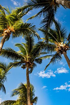 Palmbomen paradijs van Laura V