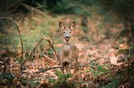 Ree im Wald im Herbst von Thomas Thiemann Miniaturansicht