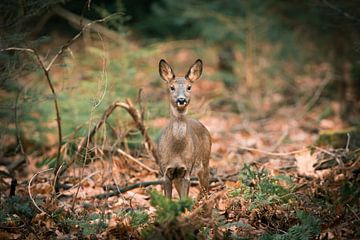 Ree im Wald im Herbst von Thomas Thiemann