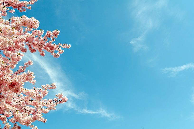 Kersenbloesemtak voor een lentelucht van Alexander Baumann