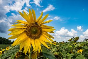 Sonnenblume an einem schönen Sommertag