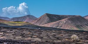 Landschap Lanzarote- Canarische Eilanden- wijnstreek La Geria