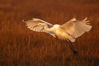 Started landing Great Egret