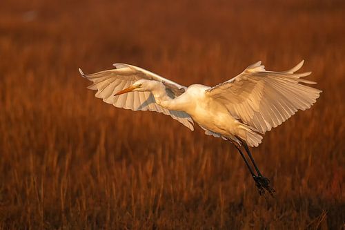 Landung des Silberreiher