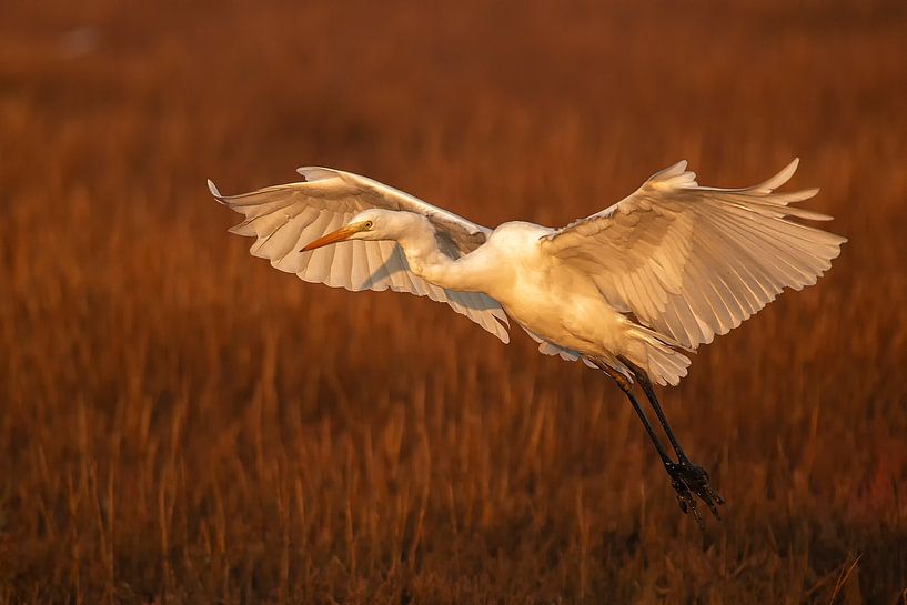 Started landing Great Egret by Albert Eggens