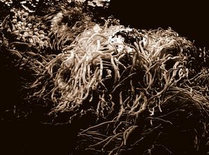 Koralle in Sepia