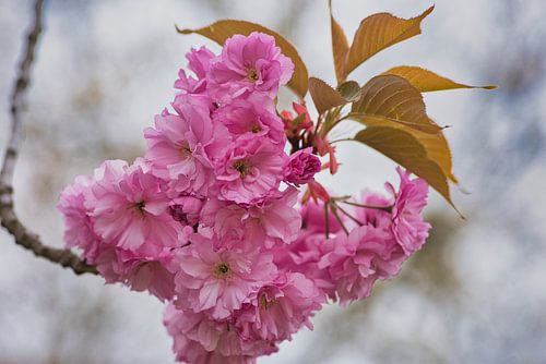 Buitenleven in de lente met roze bloesem
