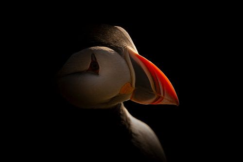 Portrait d'un macareux