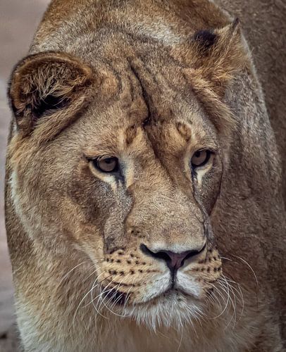Lionne sur le domaine de Hoenderdaell.