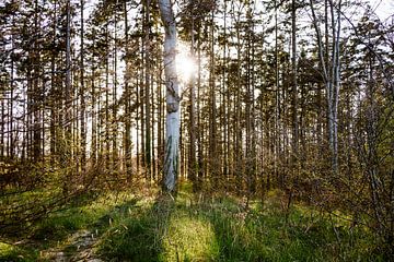 Sonnenschein im Inselwald von Oliver Henze