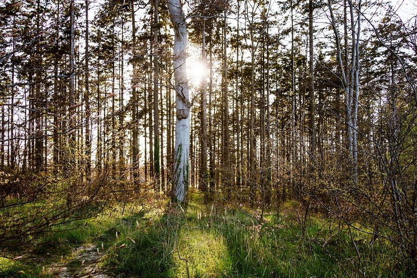 Soleil dans la forêt de l'île par Oliver Henze