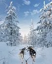 Kontakt mit Husky im Schnee von Rietje Bulthuis Miniaturansicht