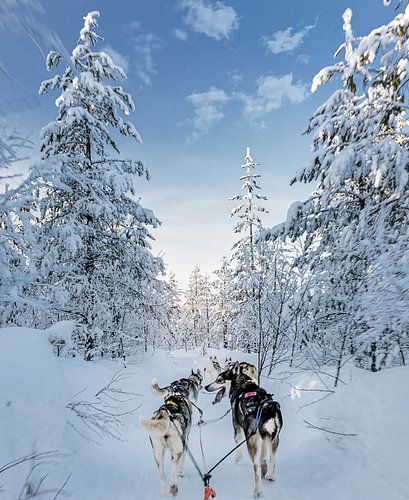 Contact met husky in de sneeuw