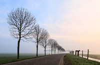 Bomenrij bij een opkomende zon